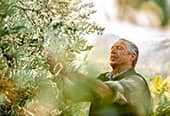 Gardener pruning an olive tree.