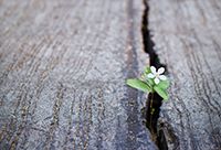 A small flower pushes itself through a crack in a stone